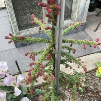 Picea abies 'Punapaula'