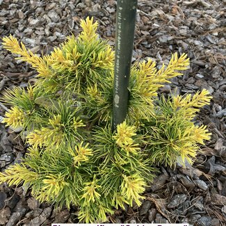 Pinus parviflora 'Golden Pony'
