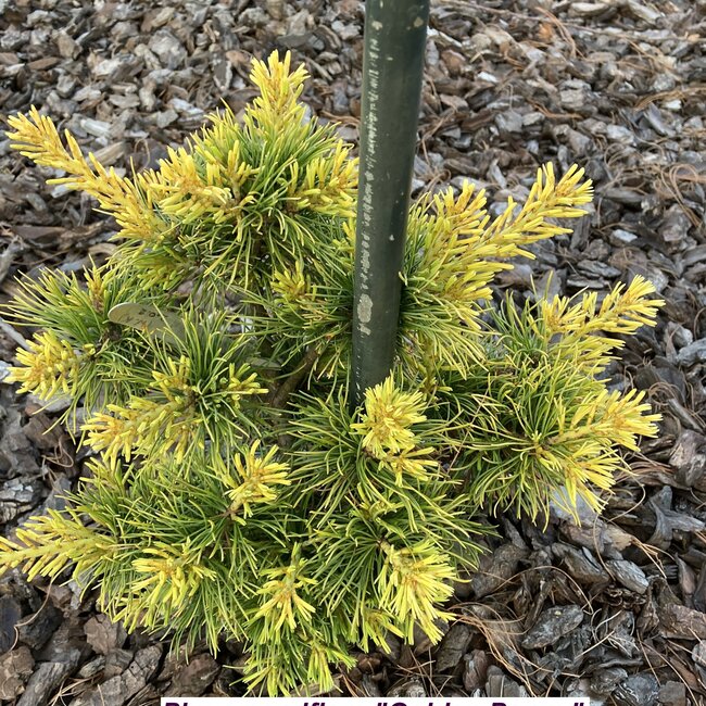 Pinus parviflora 'Golden Pony'