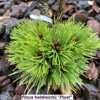 Pinus heldreichii 'Pixel'
