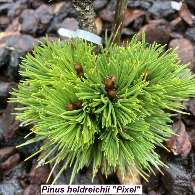 Pinus heldreichii 'Pixel'