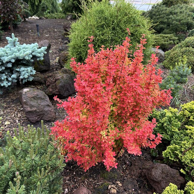 Berberis thunbergii 'Orange Ice'