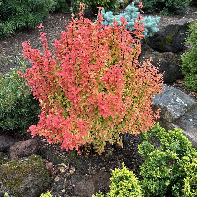 Berberis thunbergii 'Orange Ice'