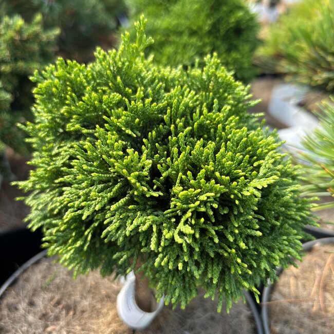 Chamaecyparis obtusa 'Emalie'