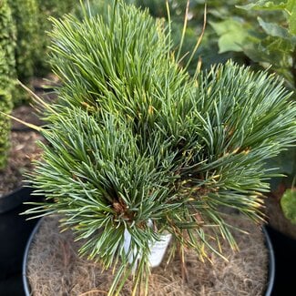 Pinus cembra 'Zdeno'