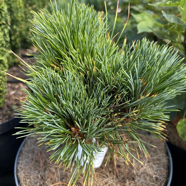 Pinus cembra 'Zdeno'