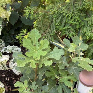 Ficus carica 'Fignomenal' PBR