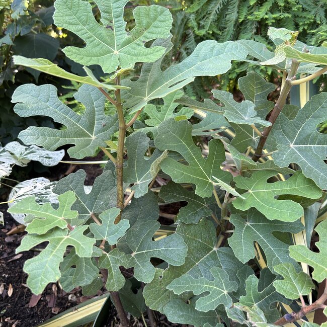 Ficus carica Fignomenal' PBR