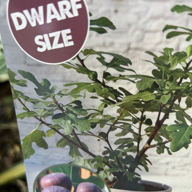 Ficus carica Fignomenal' PBR
