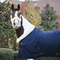 Kentucky Show Blanket 160 gr Navy