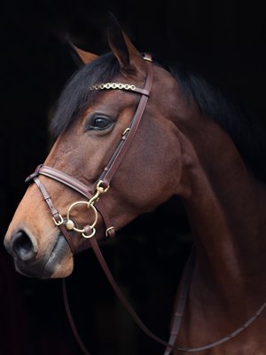 Training Bridle Brown