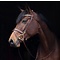 Nibago Training Bridle Brown
