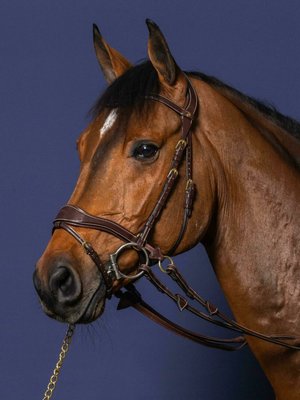 DC D-Motion Bridle Brown