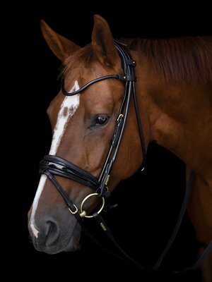 Edinburgh Bridle Lacquered Noseband Black Gold
