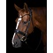 Utzon Edinburgh Bridle Lacquered Noseband Black Gold