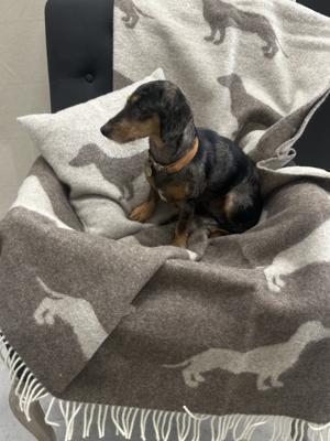 100% Wool Plaid Dachshund Dot Brown Mélange