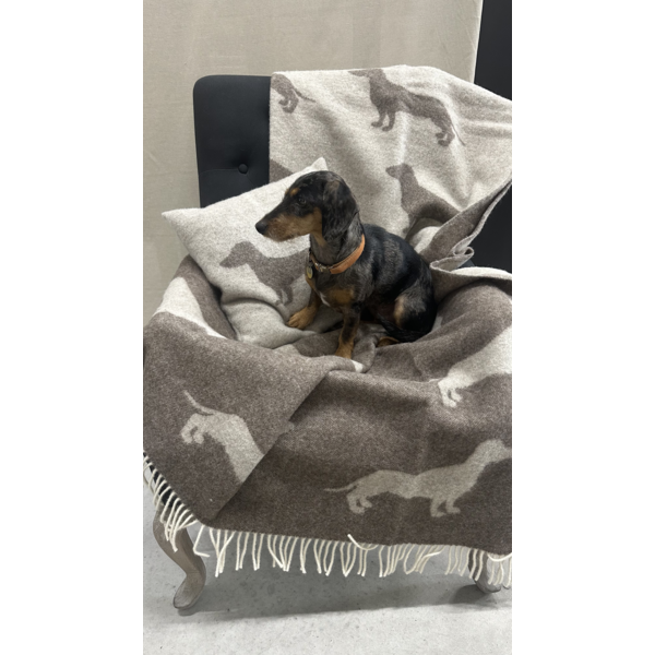 Belpo Textile 100% Wool Plaid Dachshund Dot Brown Mélange