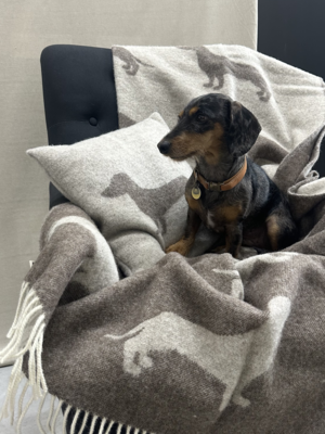 100% Wool Pillow Dachshund Dot Brown Mélange