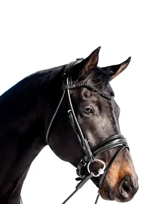 Miami Bridle Black Crystals