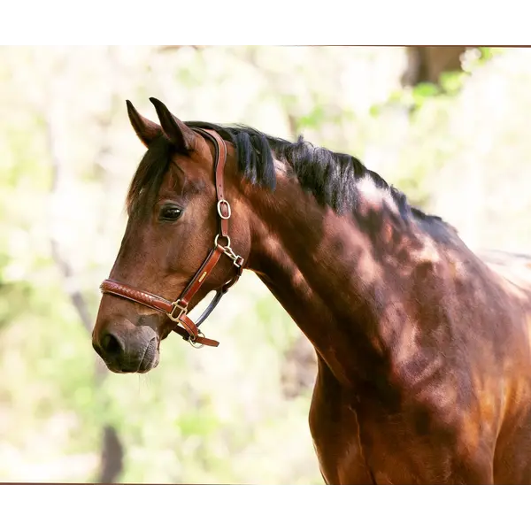 Utzon Olympic Halter Light Brown