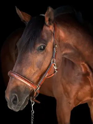 Olympic Halter Light Brown