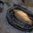 Carp Care