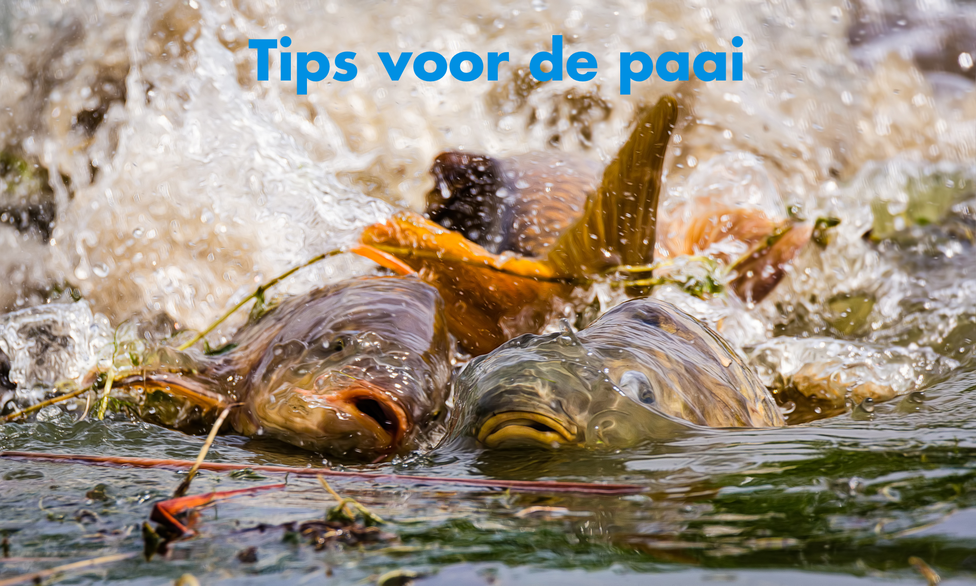 Hoe kun je karper vangen tijdens de paai? 4 top tips om meer te vangen rond de paai!