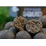 Dynamite Baits Peppered Squid Boilies- 1kg