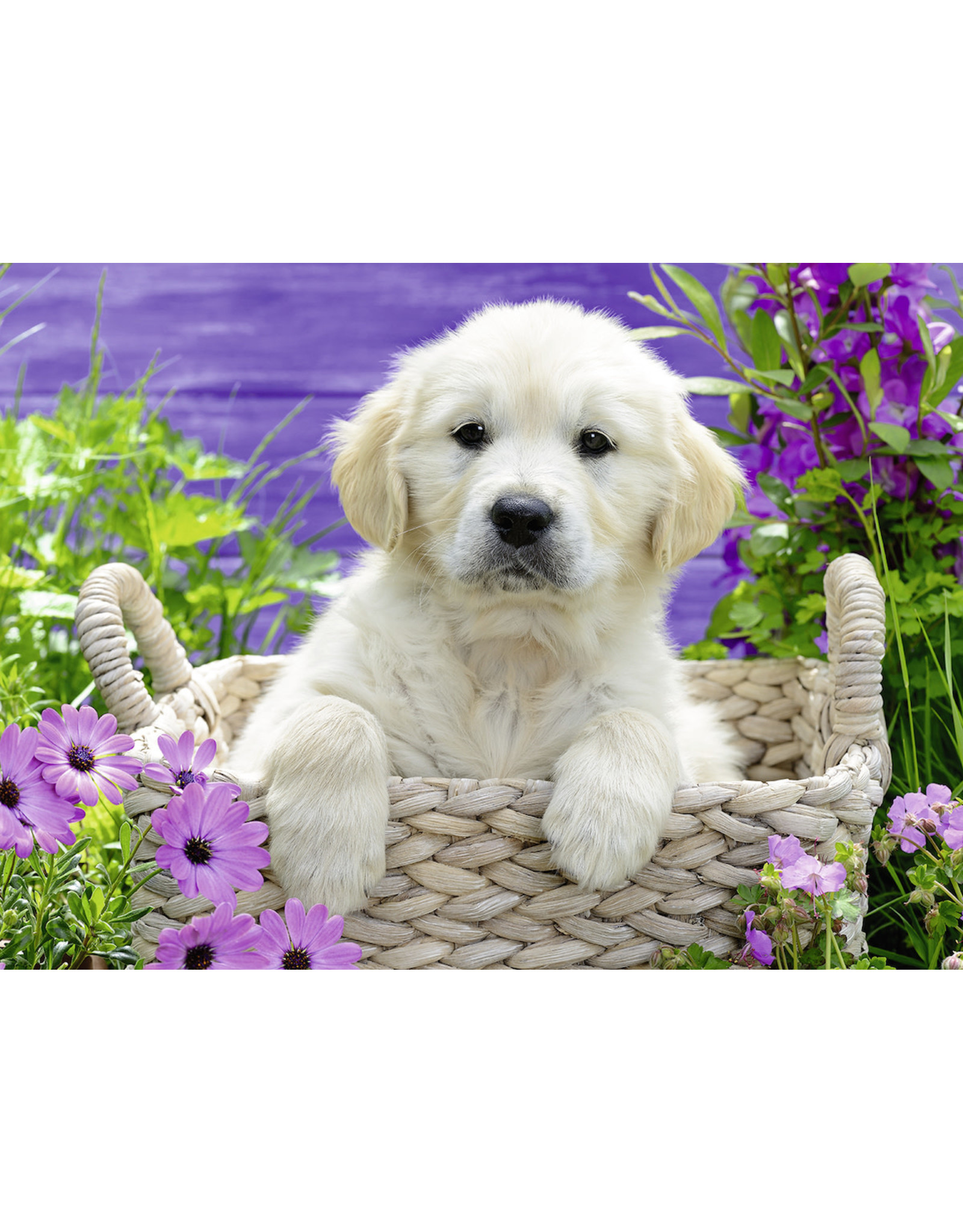 Ravensburger Schattige Golden Retriever - 500