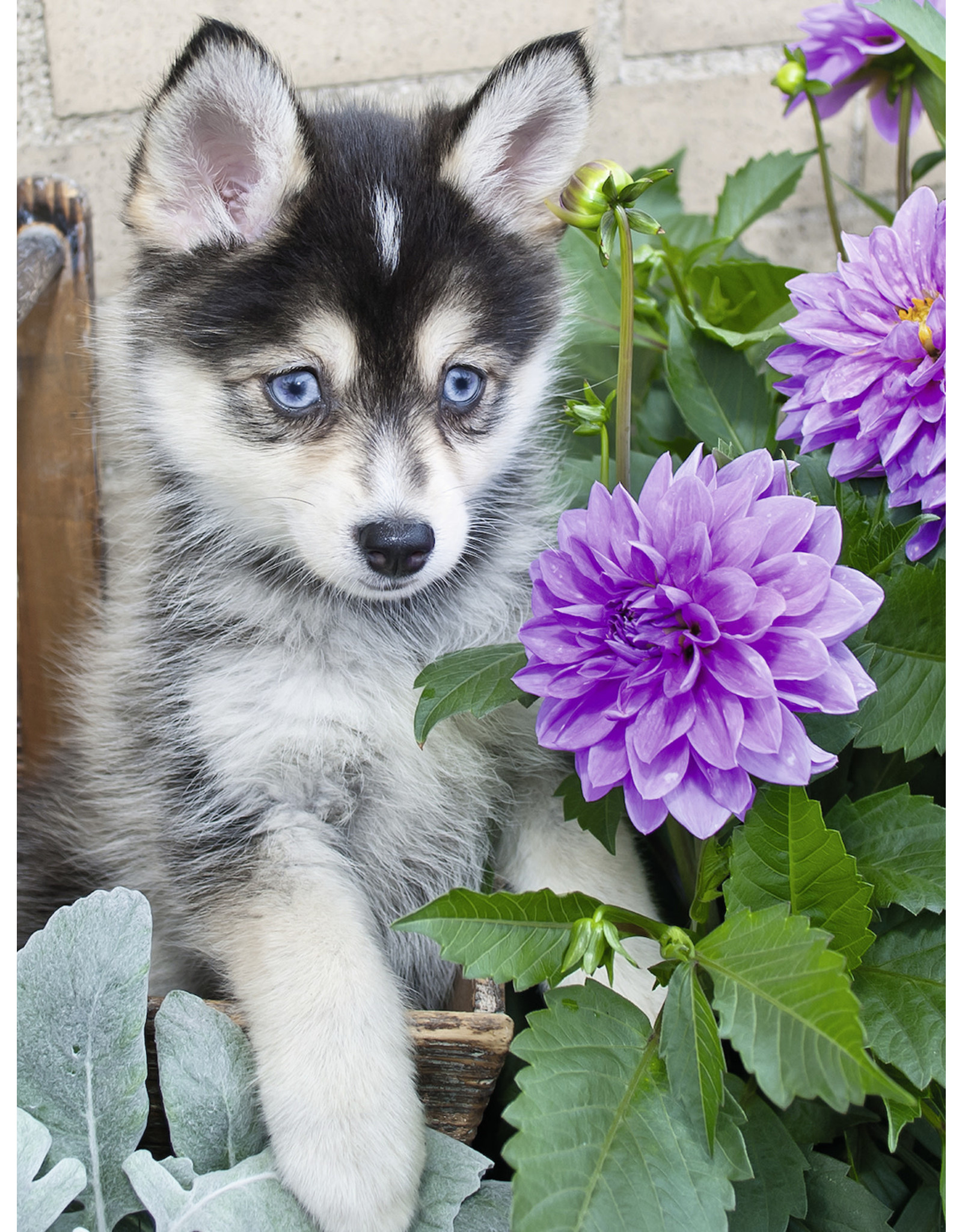 Ravensburger Ravensburger puzzel Schattige Husky 500stukje  extra groots