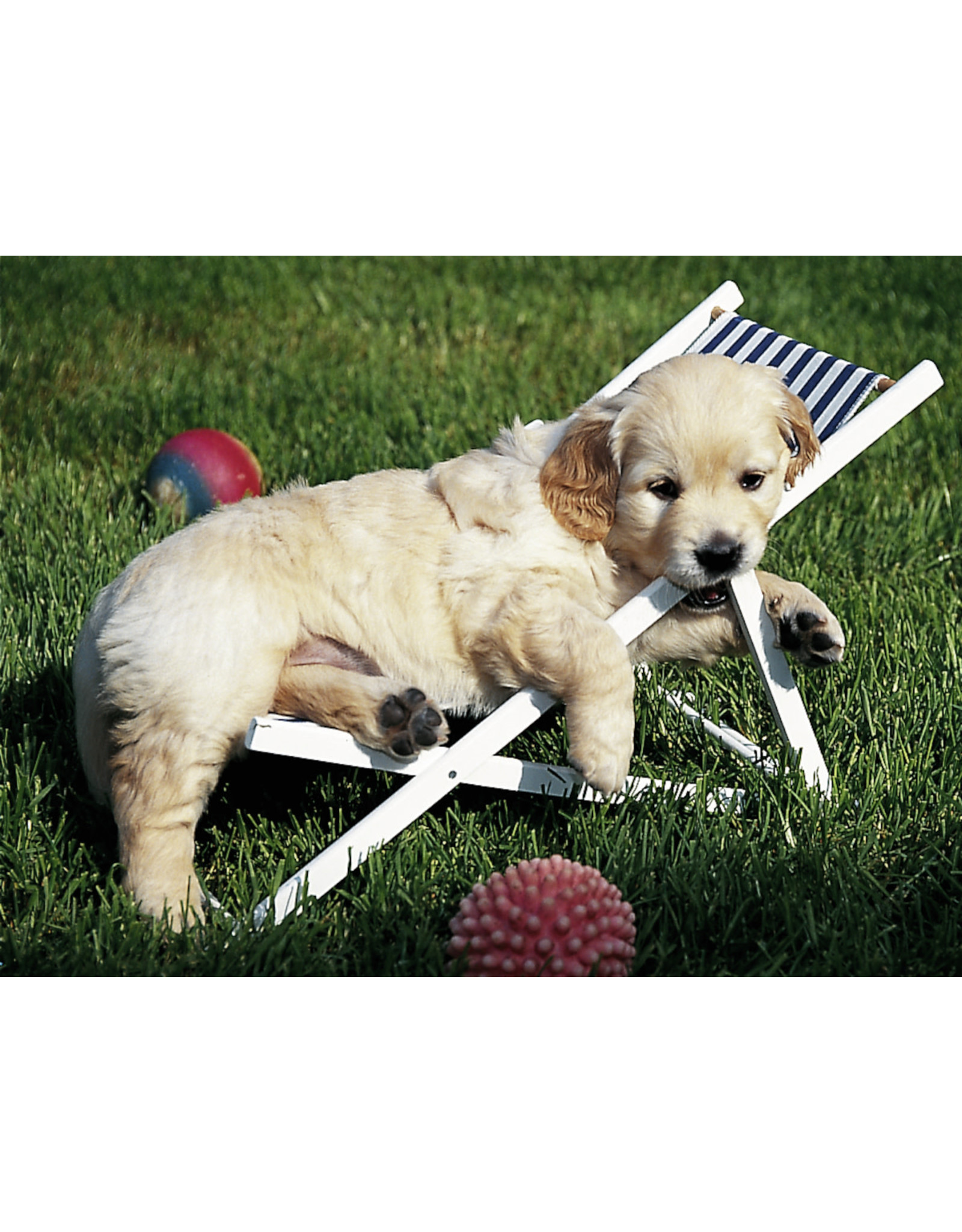 Ravensburger Golden Retriever 500