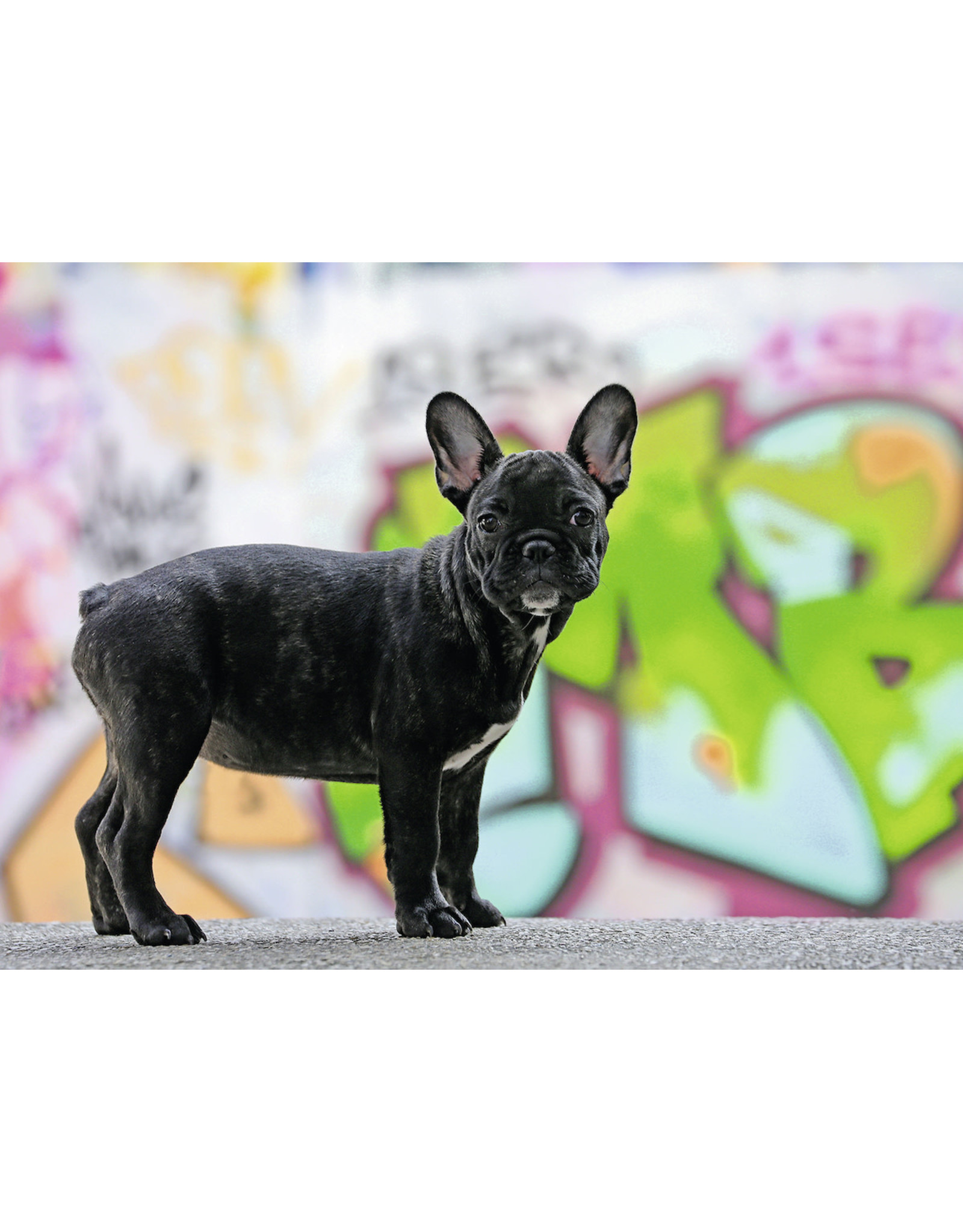 Ravensburger French Bulldog 500