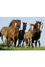 Ravensburger Kudde Paarden 500