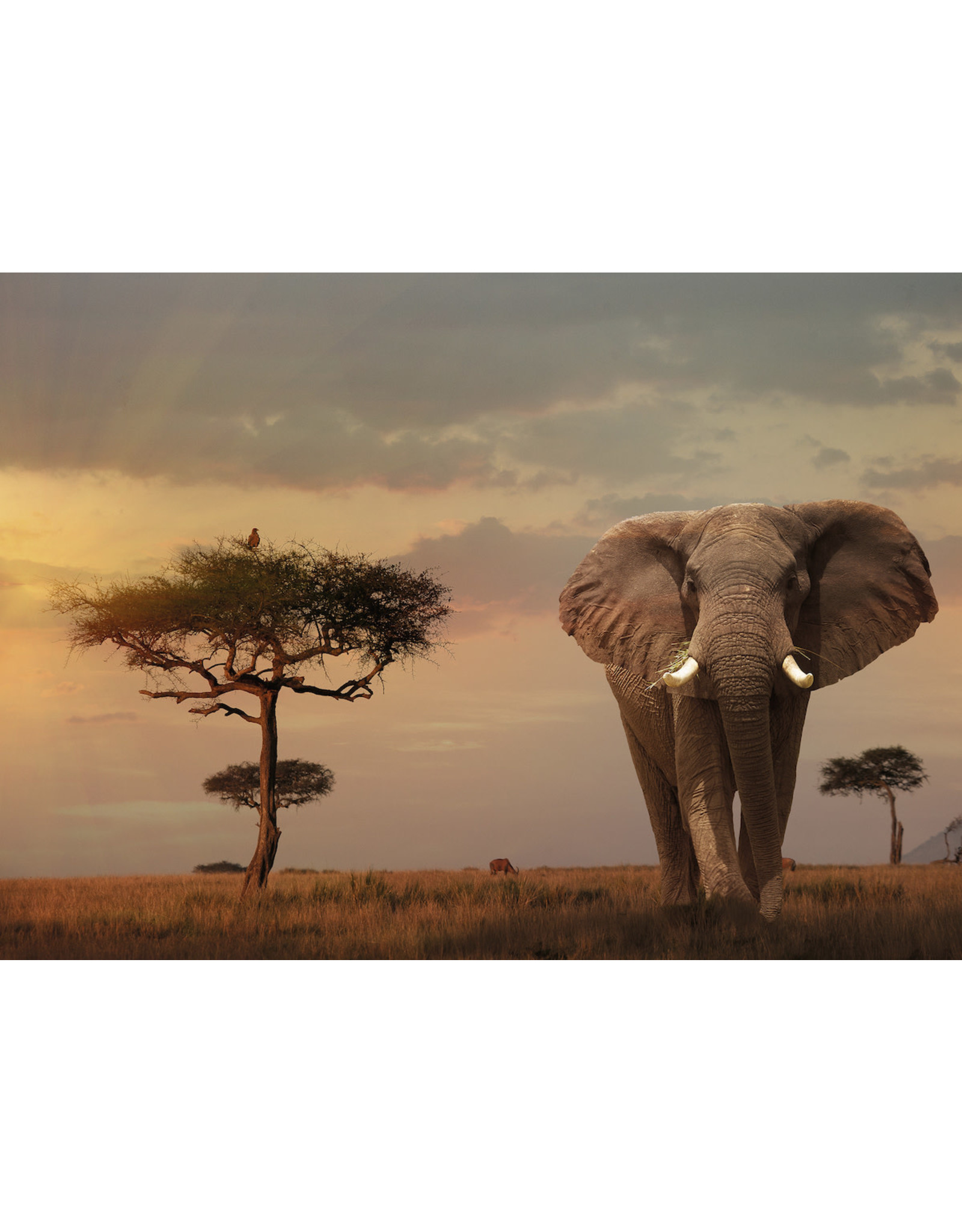 Ravensburger Elephant Of The Masai Mara  - 1000Pc