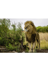 Ravensburger Ravensburger Puzzel King Of The Lions 1000 stukjes