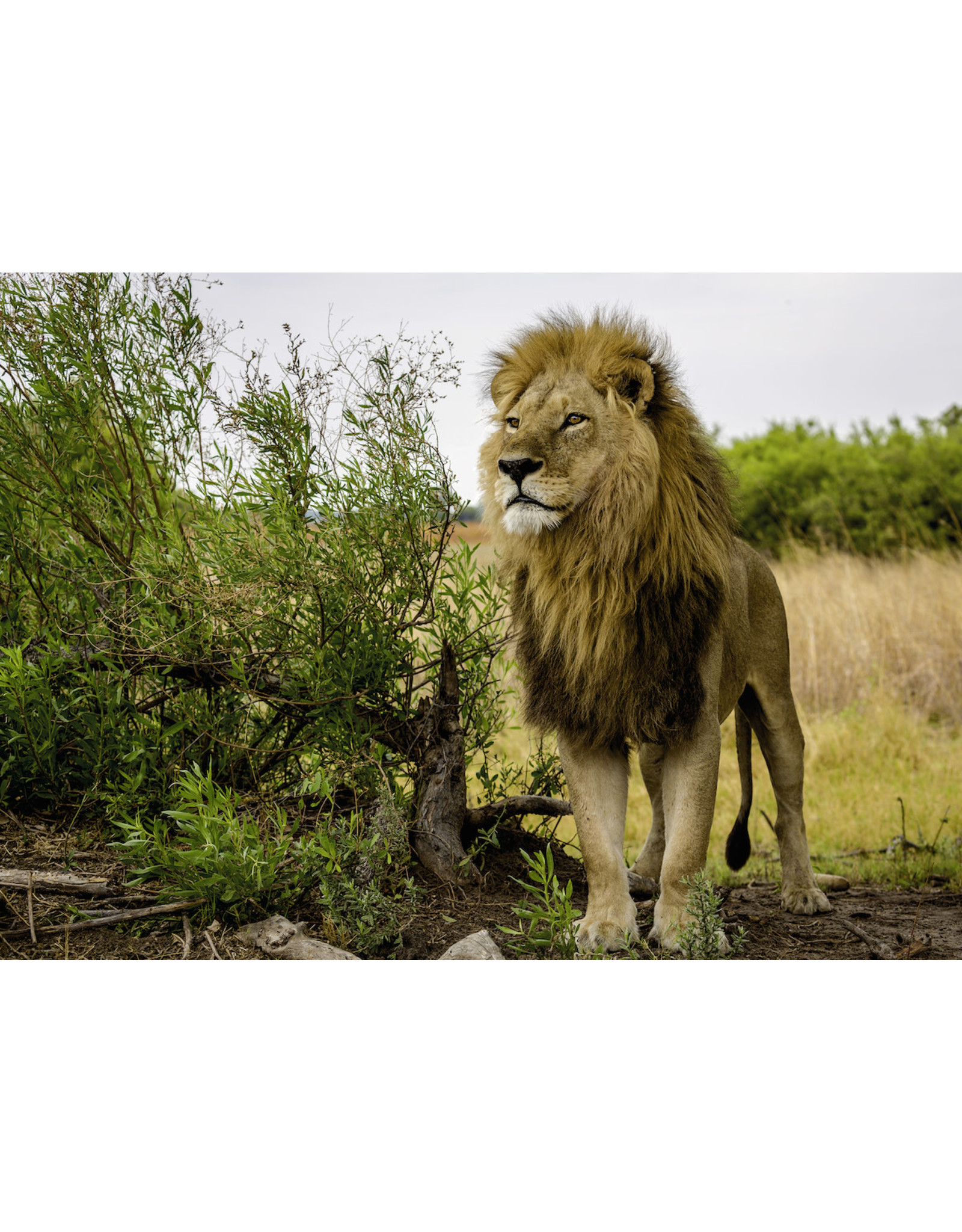 Ravensburger Ravensburger Puzzel King Of The Lions 1000 stukjes