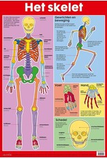 Edutrix Het Skelet - Educatieve Poster