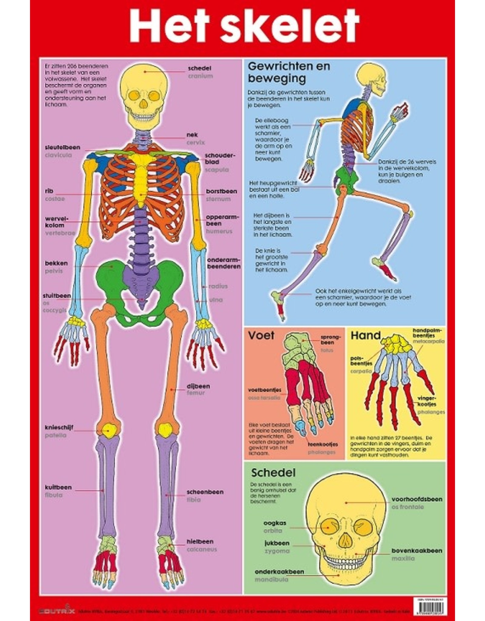 Edutrix Het Skelet - Educatieve Poster