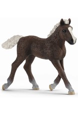 Schleich Schleich Farm World 13899 Schwarzwalder Veulen