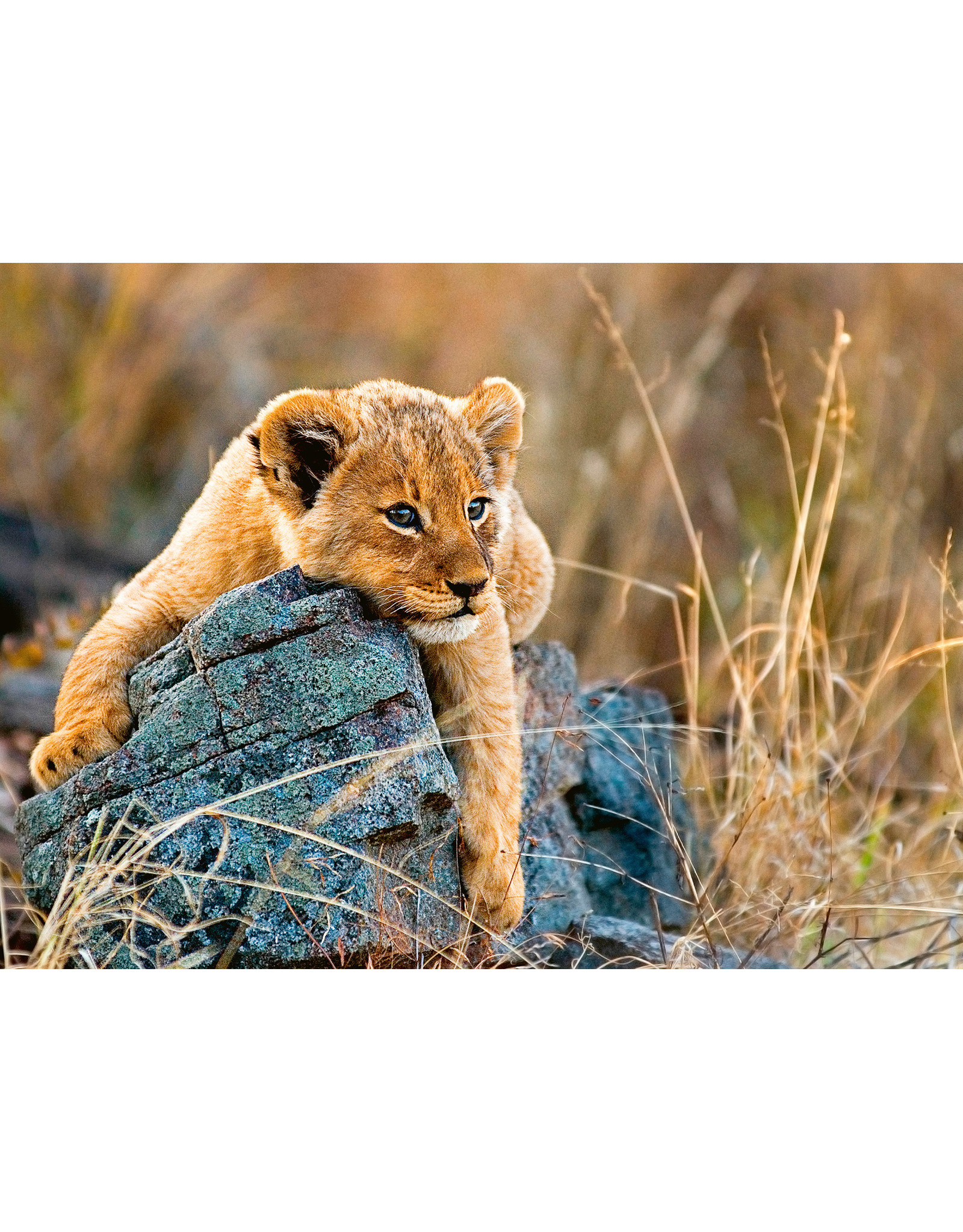 Ravensburger Ravensburger Puzzel 129461 Kleine Leeuw (200 XXL Stukjes)