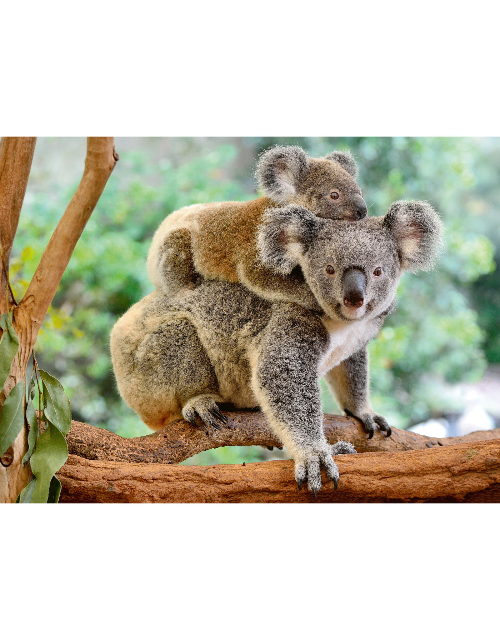 Ravensburger Ravensburger Puzzel 129454 Familie Koala (200 XXL Stukjes)