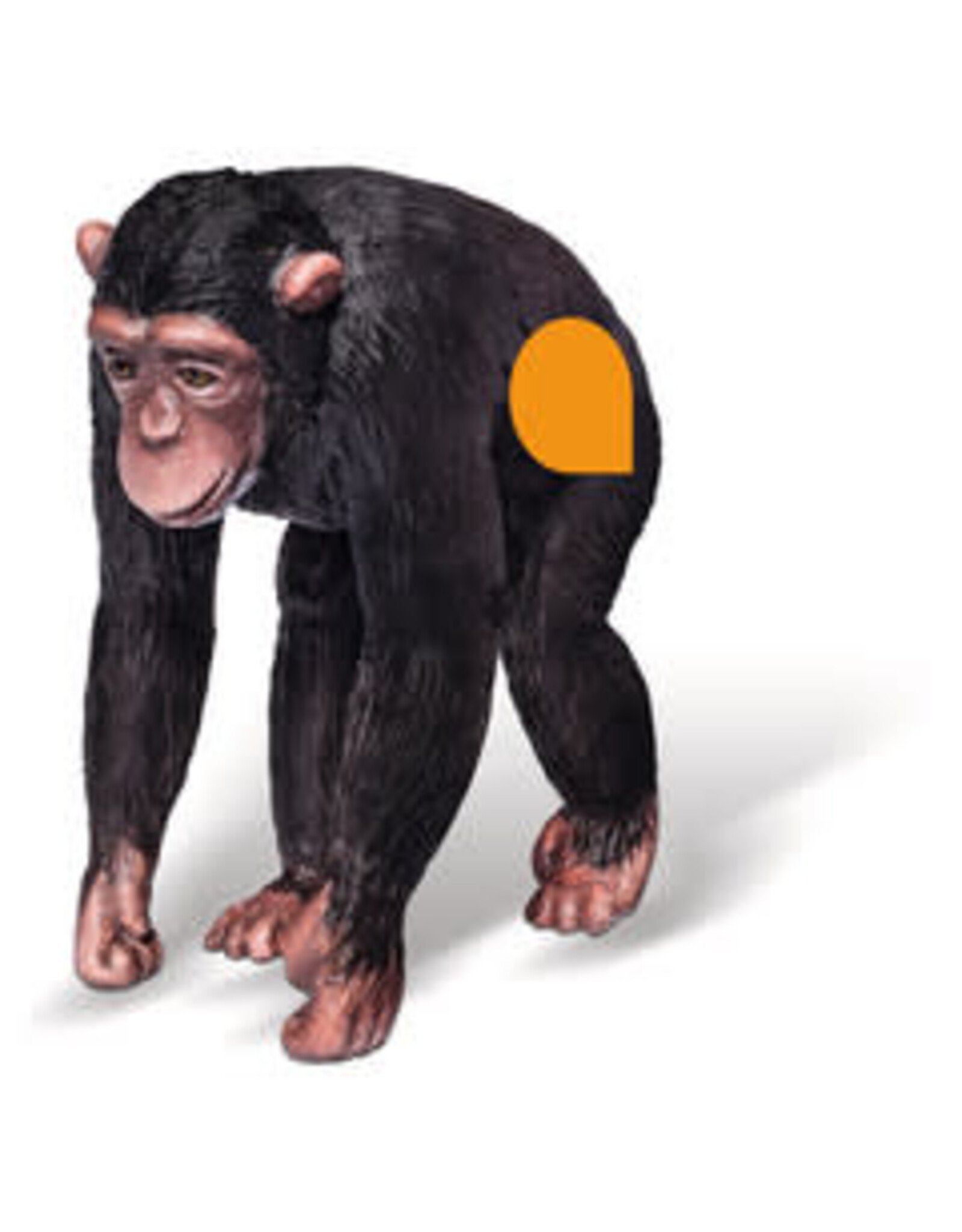 Ravensburger Chimpansee - Tiptoi