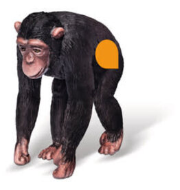 Ravensburger Chimpansee - Tiptoi