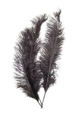 Spadonis veren zwart (Piet veren) ± 50cm