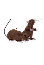 Set bruine ratten 1 zit en 1 staat, Bruin