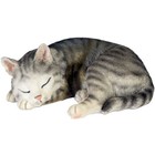 Studio Collection American Shorthair Kat