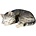 Studio Collection American Shorthair Cat