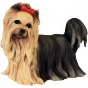 Studio Collection Yorkshire Terrier