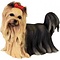 Studio Collection Yorkshire Terrier