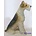 Castagna Fox Terrier